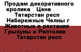 Продам декоративного кролика › Цена ­ 1 000 - Татарстан респ., Набережные Челны г. Животные и растения » Грызуны и Рептилии   . Татарстан респ.